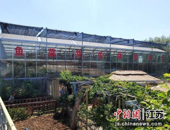 徐州銅山區(qū)何橋鎮(zhèn)：生態(tài)農(nóng)業(yè)"魚菜共生"助力鄉(xiāng)村振興:生態(tài)農(nóng)業(yè)
