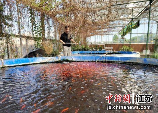 徐州銅山區(qū)何橋鎮(zhèn)：生態(tài)農(nóng)業(yè)"魚菜共生"助力鄉(xiāng)村振興:生態(tài)農(nóng)業(yè)
