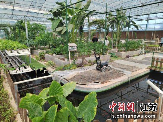 徐州銅山區(qū)何橋鎮(zhèn)：生態(tài)農(nóng)業(yè)"魚菜共生"助力鄉(xiāng)村振興:生態(tài)農(nóng)業(yè)
