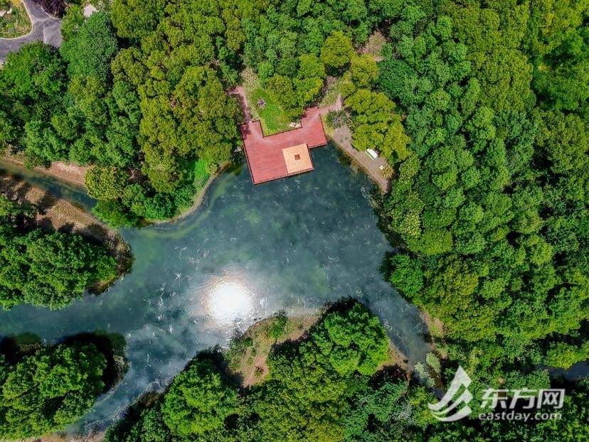 上海濱江森林公園西南片區(qū)煥新開放<strong></p>
<p>生態(tài)工程</strong>，昔日工程用地變身生態(tài)綠洲:生態(tài)工程